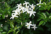 Twisted jasmine (Jasminum tortuosum) flowers