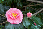 Camellia japonica 'Faith'