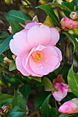 Common camellia (Camellia japonica) flower