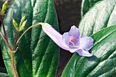 Chirita (Primulina flavimaculata) flower and leaves