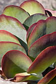 Paddle plant (Kalanchoe luciae)