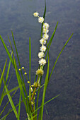American bur-reed plant (Sparganium americanum)