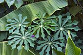 Hardy tapioca (Manihot grahamii) plants