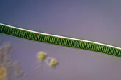 Oscillatoria sp. cyanobacteria, light micrograph