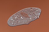 Paramecium sp. ciliate, light micrograph