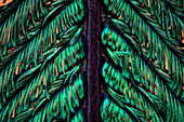 Peacock plume feather, light micrograph