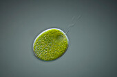 Green alga, light micrograph