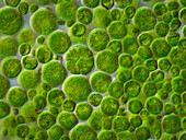 Green algae, light micrograph