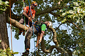 Professional tree climbing competition