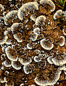 Leathery earthfans fungi