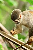 Squirrel monkey feeding