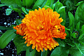 Calendula officinalis 'Orange King'