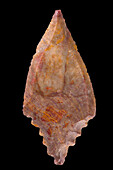 Neolithic arrow head