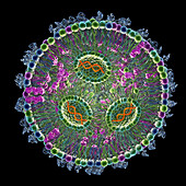 siRNA lipid nanoparticle antiviral, illustration