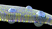 Cell membrane lipid bilayer, illustration