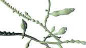 Microsporum audouinii fungus, illustration