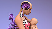Breastfeeding, illustration