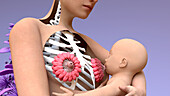 Breastfeeding, illustration