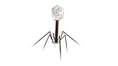 Bacteriophage, illustration