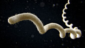 Leptospira bacterium, illustration