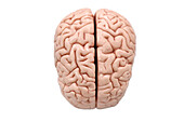 Human brain, illustration