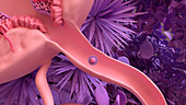 Egg travelling down the fallopian tube, illustration