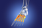 Metatarsal bones of the foot, illustration