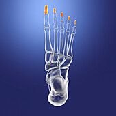 Distal phalange bones of the foot, illustration