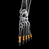 Proximal phalange bones of the foot, illustration