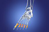 Proximal phalange bones of the foot, illustration