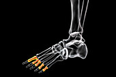 Proximal phalange bones of the foot, illustration