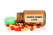 Queen Annes lace herbal medicine, conceptual image