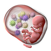 Transplacental transmission of Cytomegalovirus, illustration