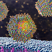 Antiviral siRNA lipid nanoparticle, illustration