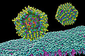 Lipid nanoparticle mRNA vaccine, illustration