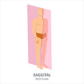 Sagittal body plane, illustration