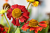 Sonnenbraut (Helenium) Blütenstand, Gartenform, winterharte Staude, Asteraceae, Korbblütler