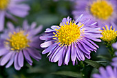 Chrysantheme (Chrysanthemum), violette Blütenstände, Gartenform