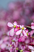 Herbststeinbrech, (Saxifraga cortusifolia var. fortunei), rosa Blüten