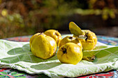 Freshly harvested quinces on a green cloth on an outdoor table