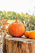 Pumpkins of different sizes on a wooden block
