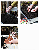 Sowing vegetable plants