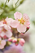 Cherry blossom (close-up)