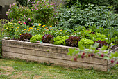 Colourful lettuces in a raised bed with a potato bed in the background