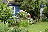 Blaues Gartenhaus mit blühender rosafarbener Kletterrose