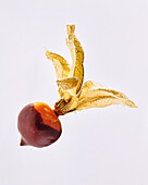 Chocolate-covered physalis against a light background
