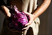 Hands holding a fresh red cabbage