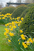 Eibe und Narzissen im Frühlingspark (Taxus, Narcissus)