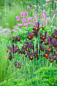 Schwertlilien (Iris) 'Black Beauty'
