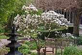 Magnolie (Magnolia stellata)